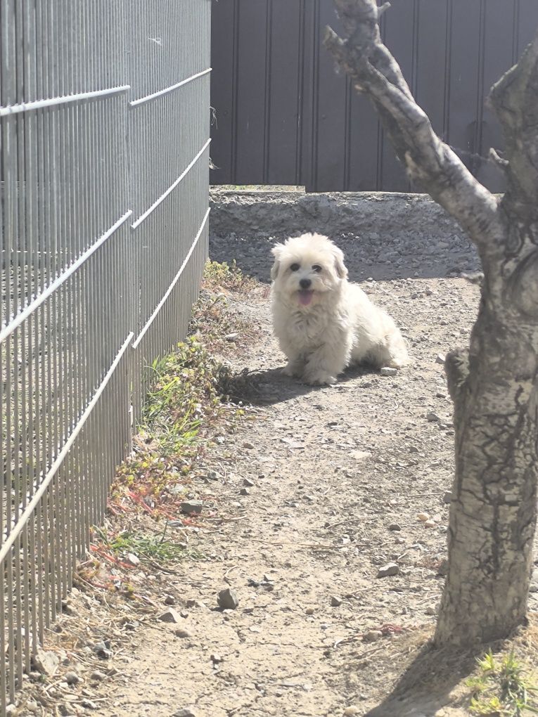 Bichon maltez mini toy