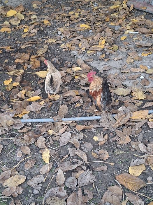 Vand 11 perechi de iopani