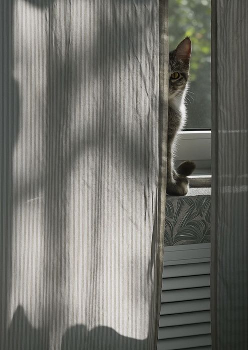 Передержка кошек уют и забота без стресса