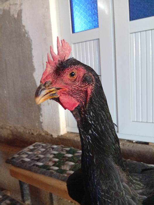 Шланг товук сотилади