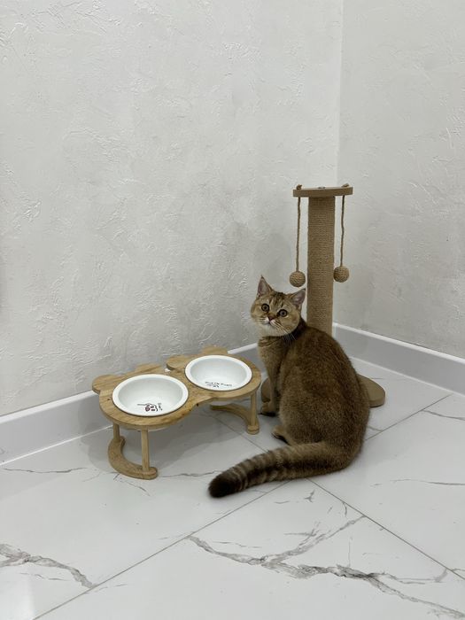 Продается золотая британская шиншилла 5 мес девочка