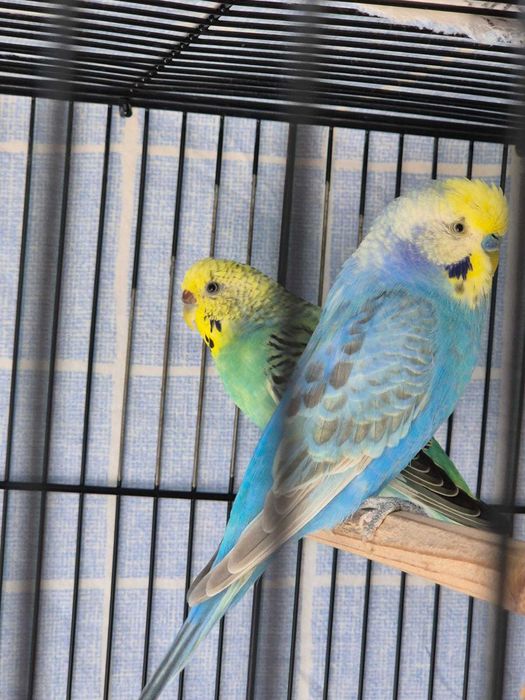 Vand colivie cu 4 perusi, colorati si jucausi