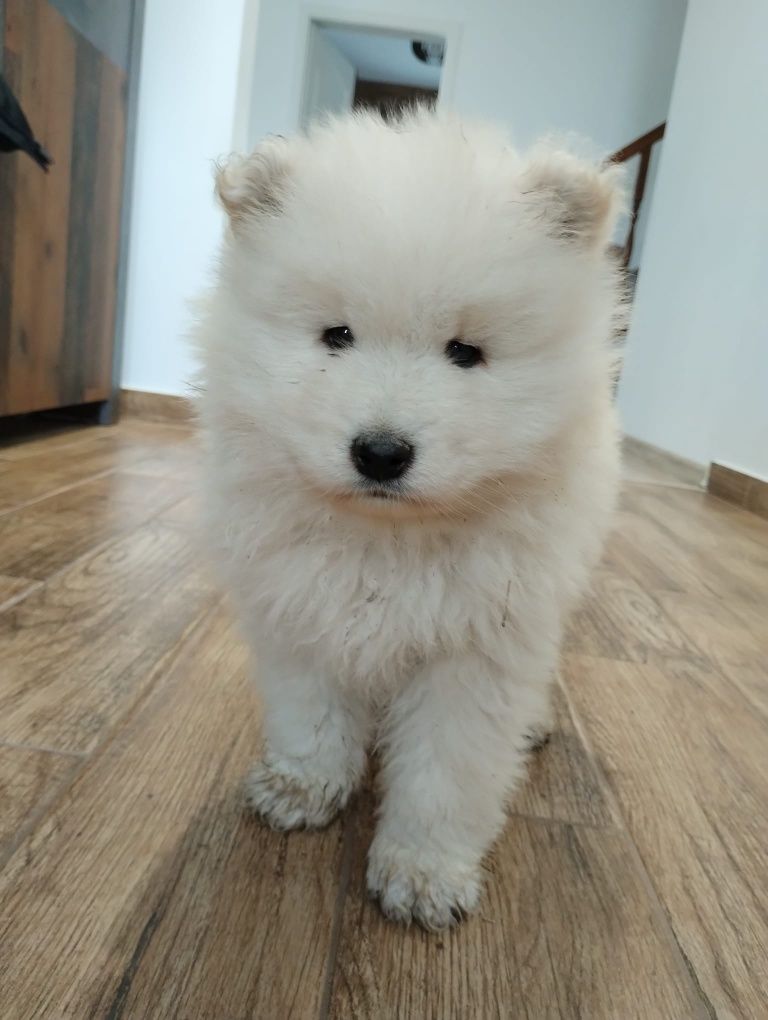 Vând cățel Samoyed femelă