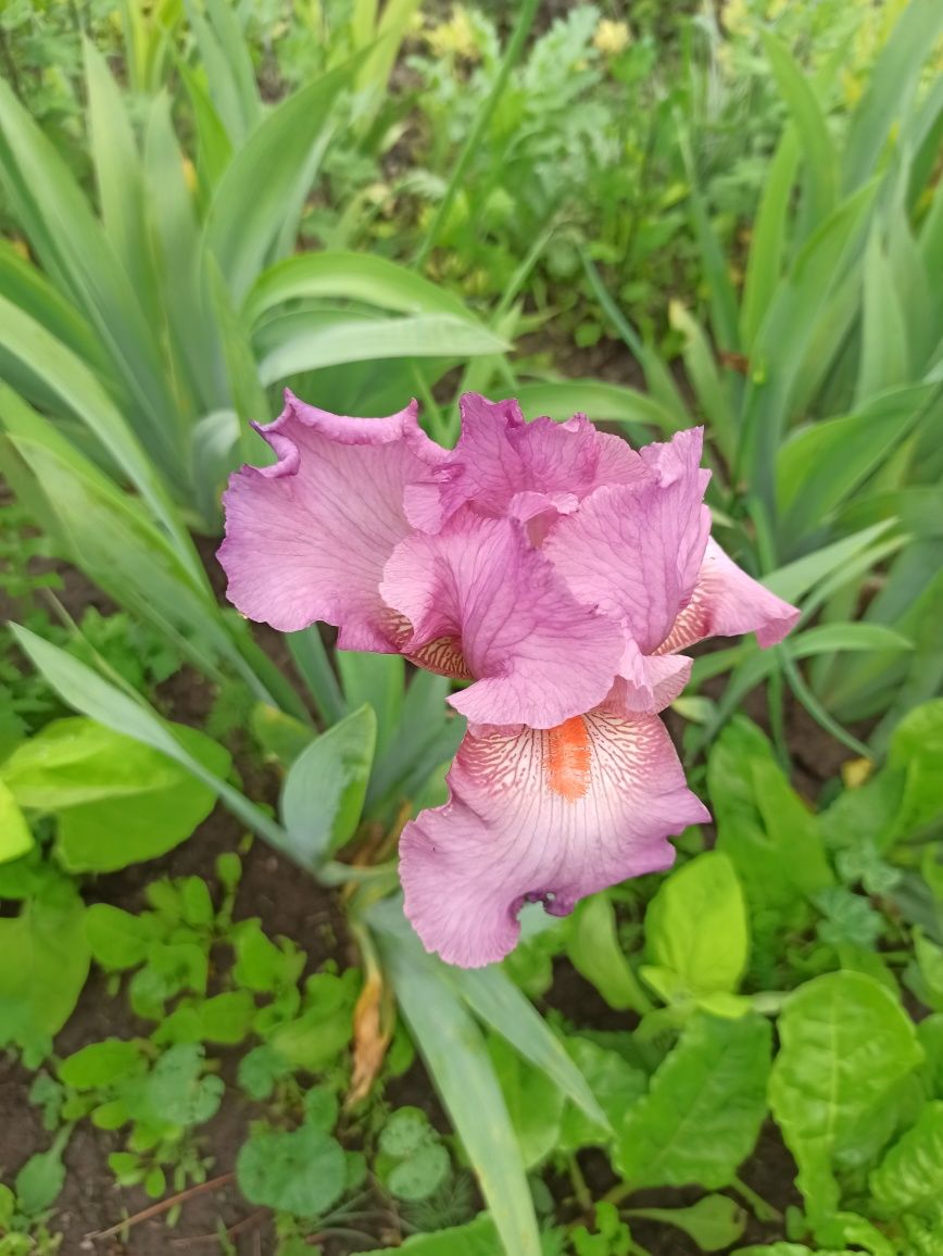 Vând rizomi de iris germanica, sau ofer la schimb pe alte culori