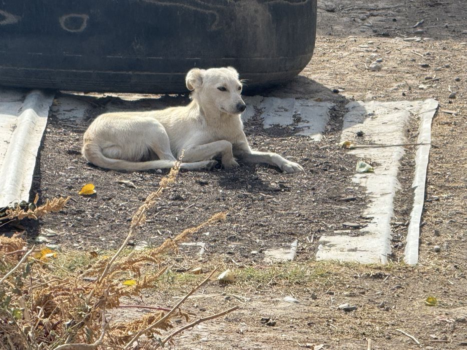 Собака бесплатно отдам пол женский