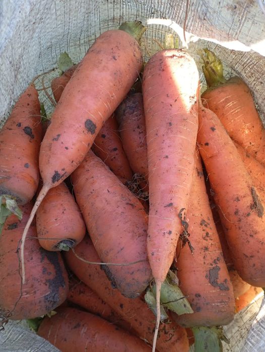 Продам морковь и картофель оптом