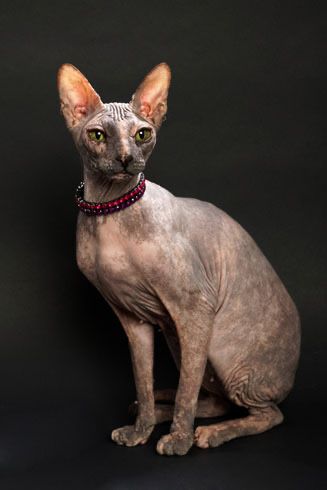 Женско коте Сфинкс, кастрирано