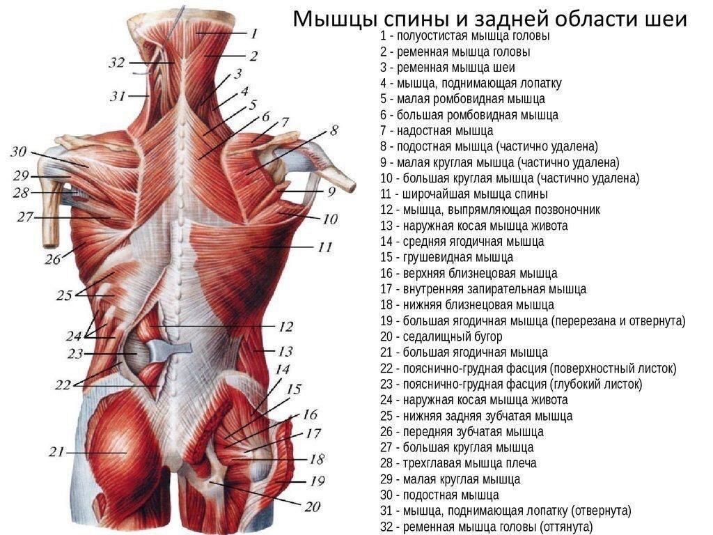 Лечебный массаж, Мануальная терапия (без ударных техники), Остеопатия