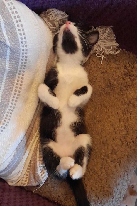 Котенца от турска ангора 2,5 месеца