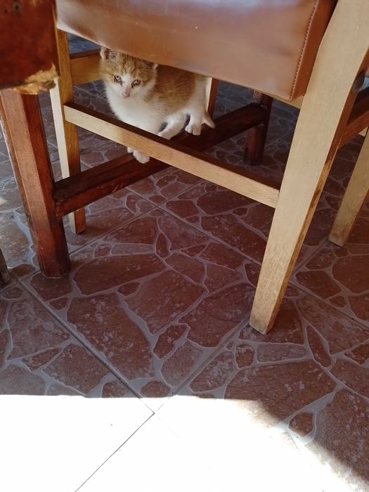 Donez doi pui de pisica