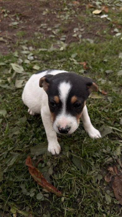 Donez 5 cățeluși adorabili