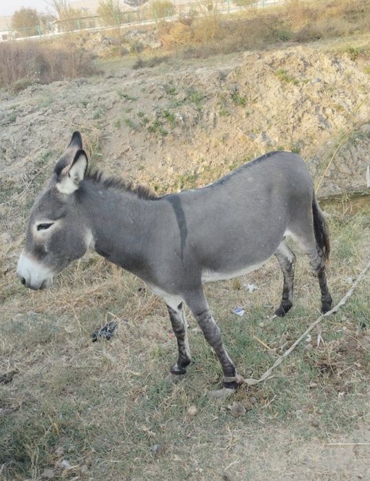 Эшшак Сотилади$$