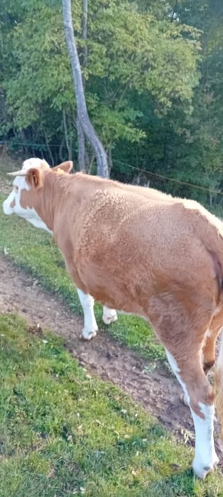 Vând junincă bălțată de 2 ani, gestantă de 4 luni