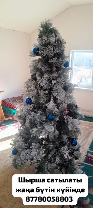 Шырша сатылады Продается Ёлка