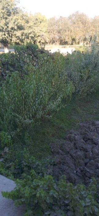 Shaftoli nexol sotiladi