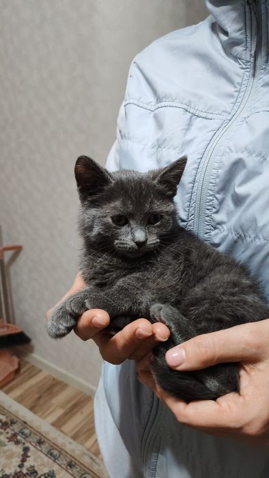 Отдам котят в добрые руки