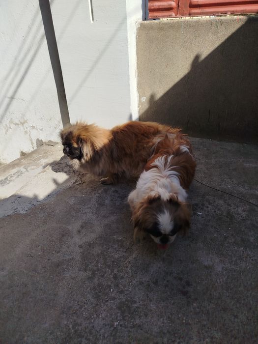 Пекинез бебета малки