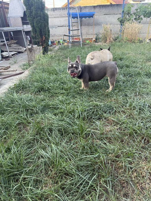 Bulldog Francez Blue and Tan