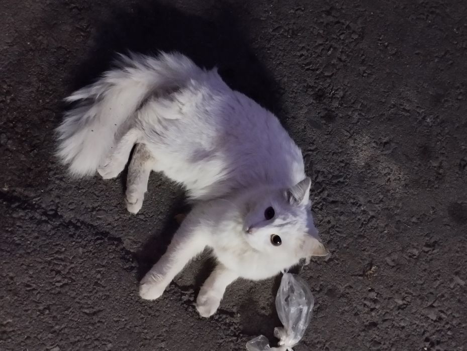 отдадим кота в хорошие руки