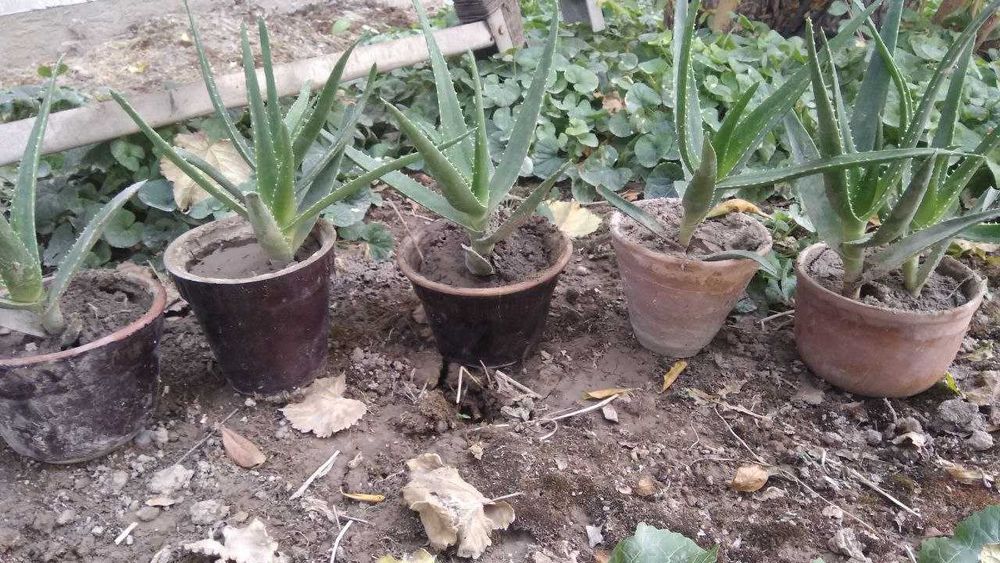 цветок алоэ.маленькие и большие