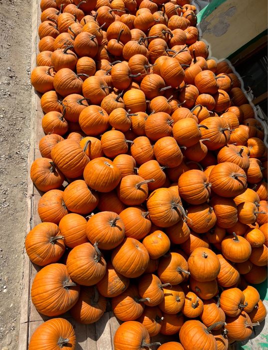 Dovleac pentru animale