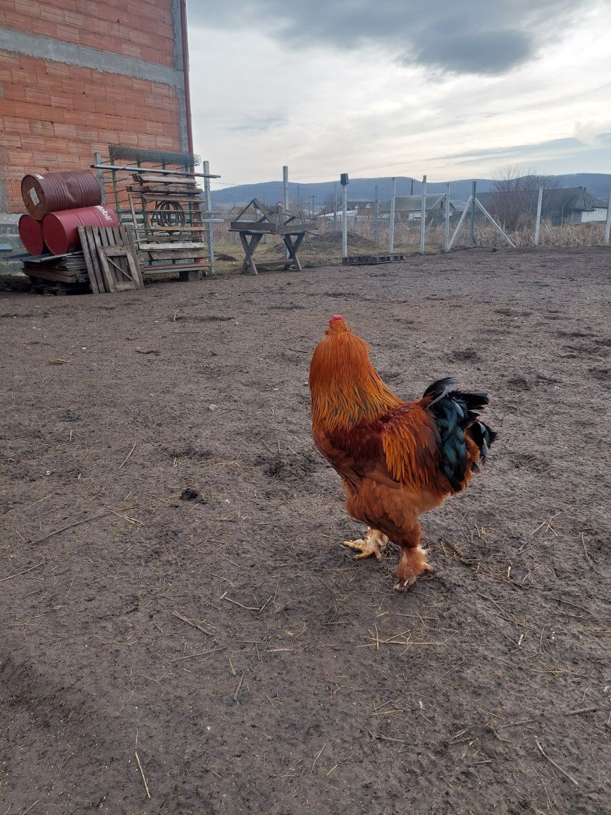 Vând un cocoș de 2 ani