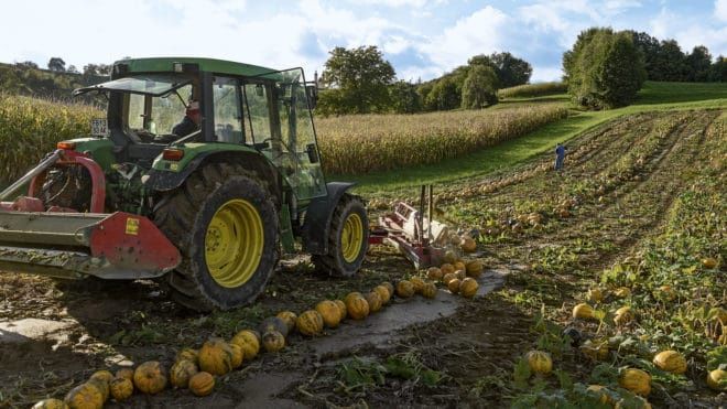 Ulei de dovleac , Ulei din semințe de dovleac