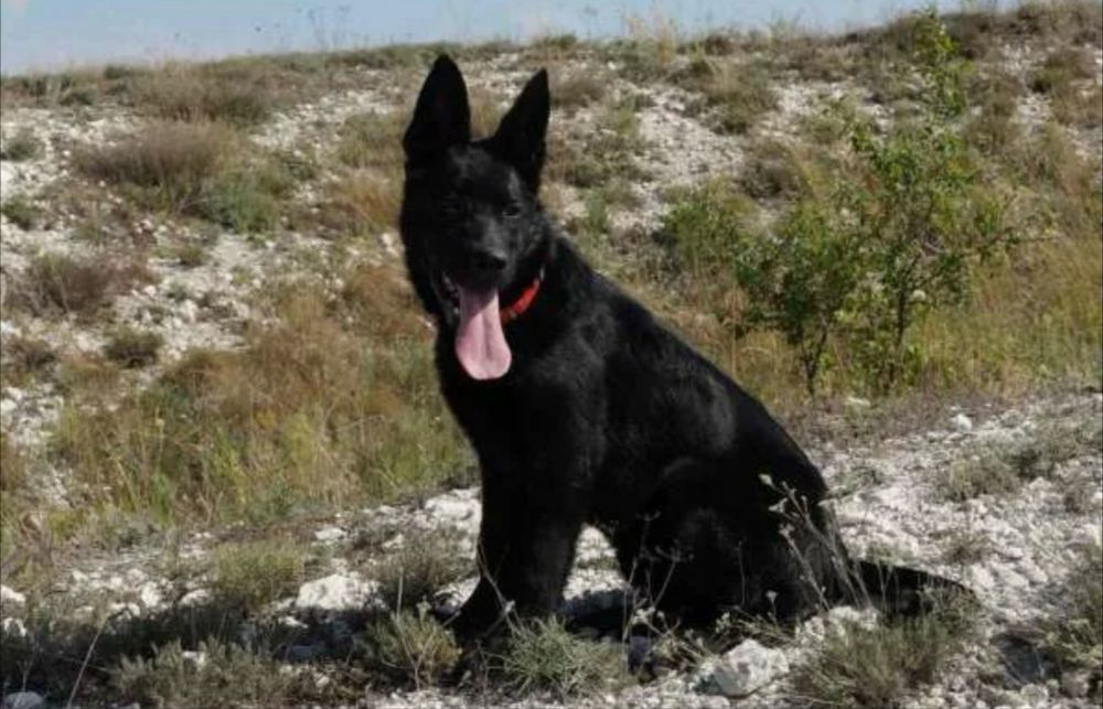 Немецкая овчарка мальчик