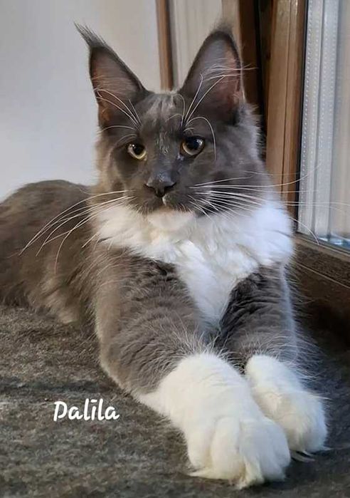 Felisa Autorizata WCF-rasa Maine Coon-Pedigree-Timisoara