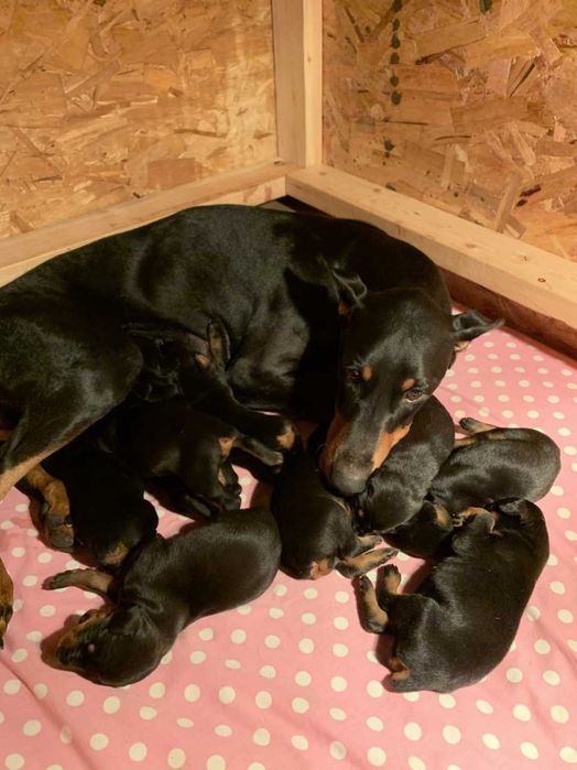 второй помет щенки доберман