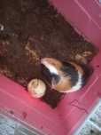 Vand porcusor de guinea