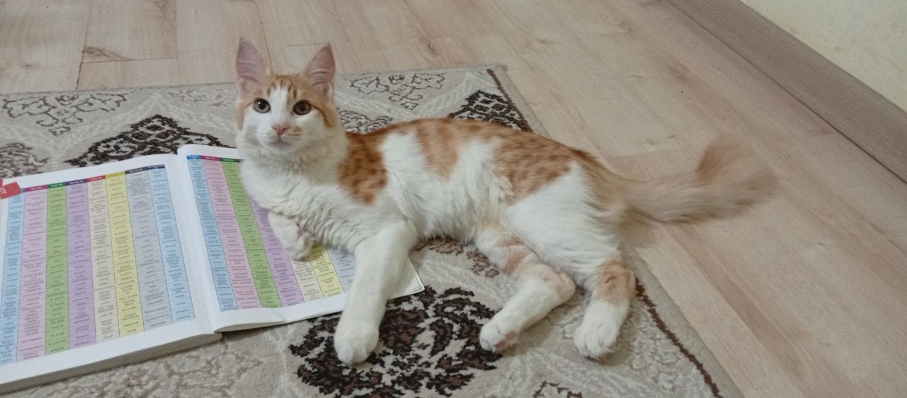 Котик,возраст 7 месяц