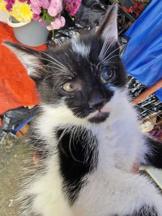 Se dau 2 pisicute catre adoptie