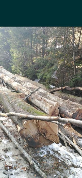 Lemne de foc cu transport gratuit