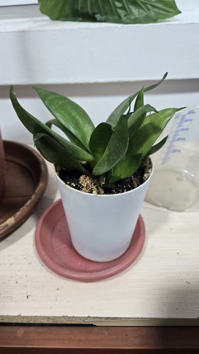 Комнатные растения, для офиса в премиальных горшках.