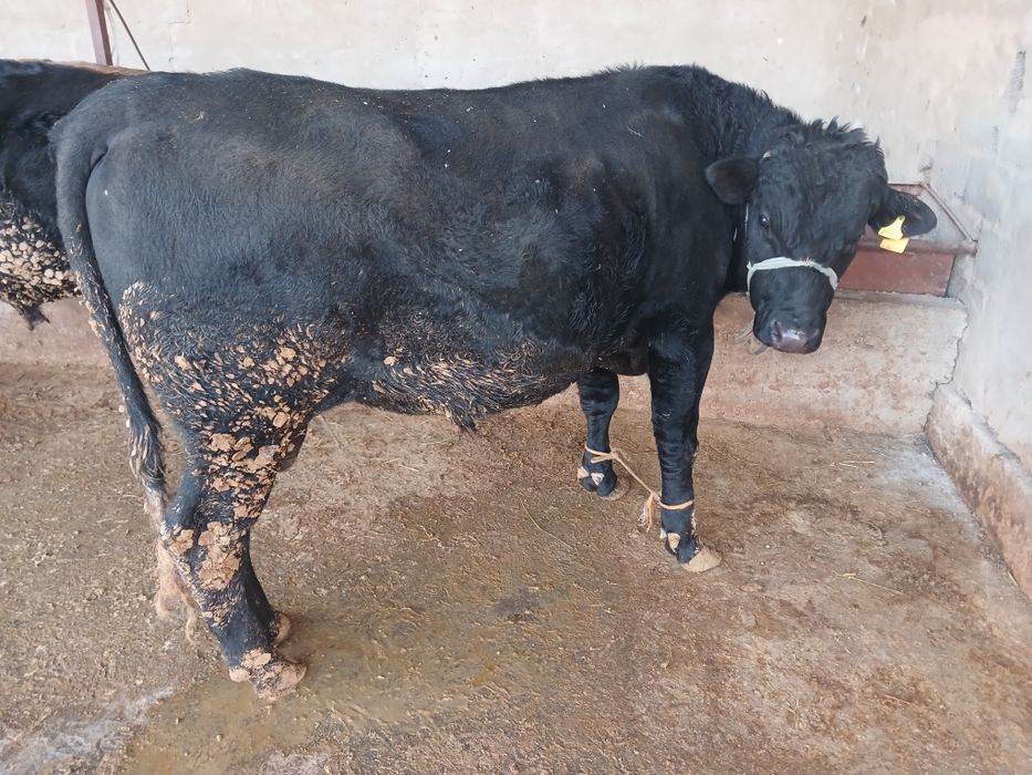 СемізБұхалар.сатылады