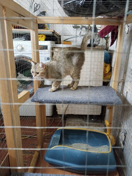 Продаётся британская шиншилла