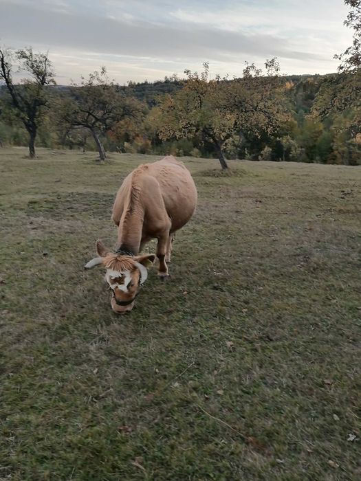 Vaca de vânzare bălțată românească