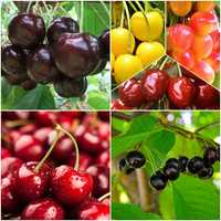Pomi fructiferi de vanzare: ciresi mai, iunie, iulie; visin, gutui