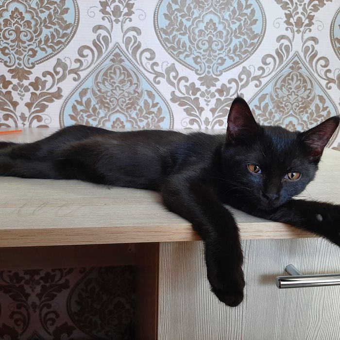 БЕСПЛАТНО! Отдадим котёнка в хорошие руки