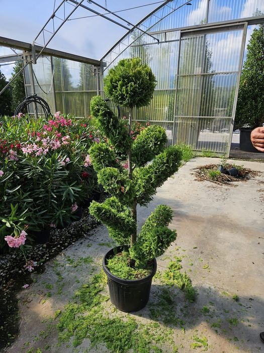 Diferite specii de plante ornamentale spirală. Pom pon