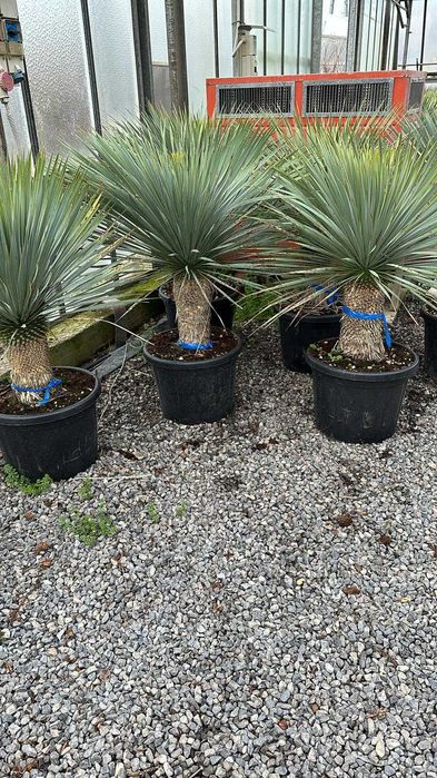 Grădini de Vis cu Vivai Piante Luxury