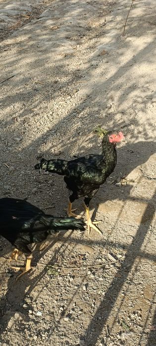 Ешига тулди туловда биринчи тулов немис гиррачи