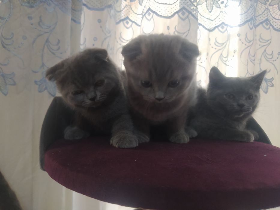 Продаётся породистые котята цена 100$