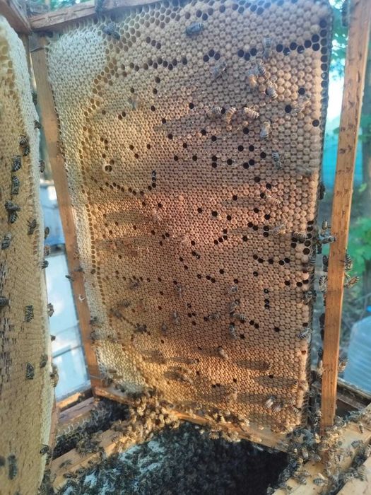 Vand matci albine imperecheate, rasa carnica, carpatina, 2025, marcate