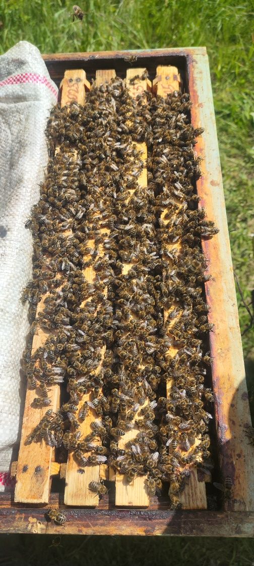 Vand roi naturali si artificiali