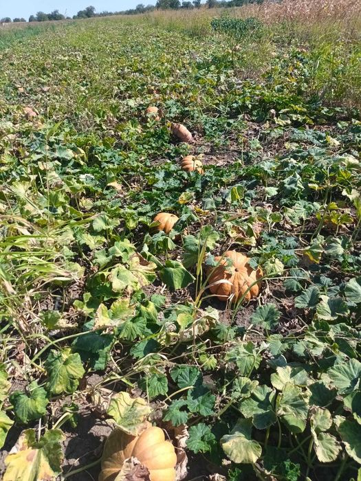 Vand dovleac placintar