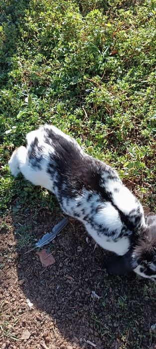 Iepure porumbei voiajori