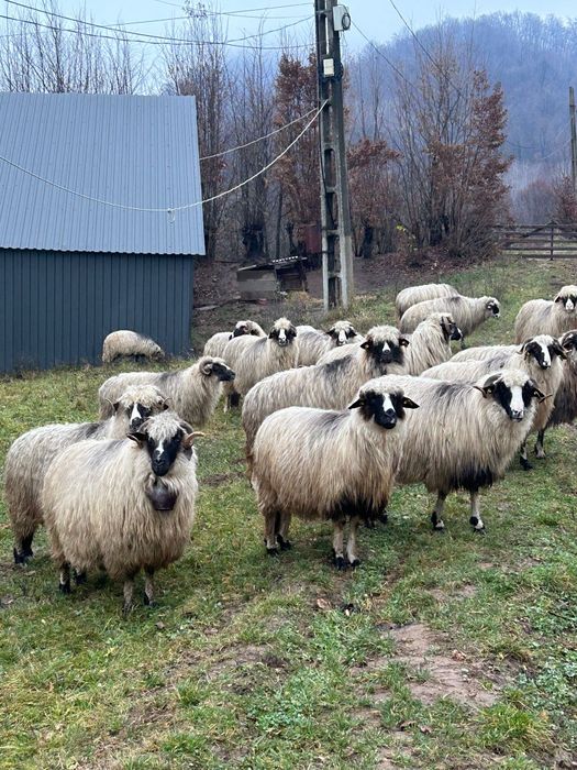 Vând 72 de oi miori și stramiori