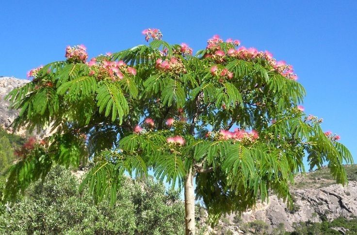 Albitia (Arborele De Matase )